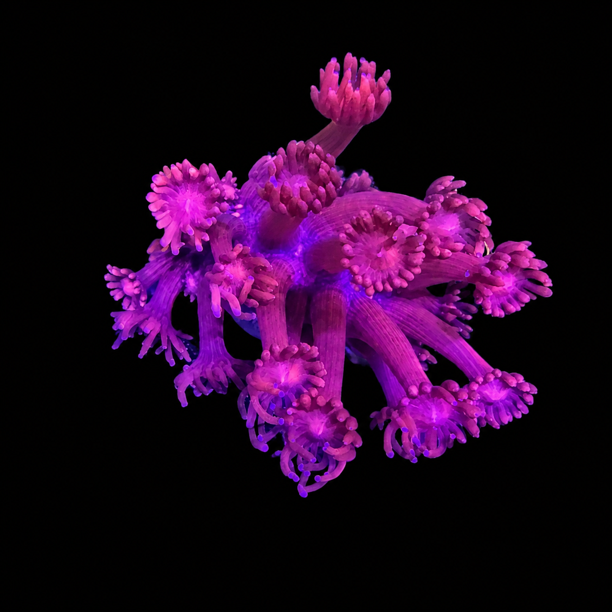 WYSIWYG Red Goniopora Coral