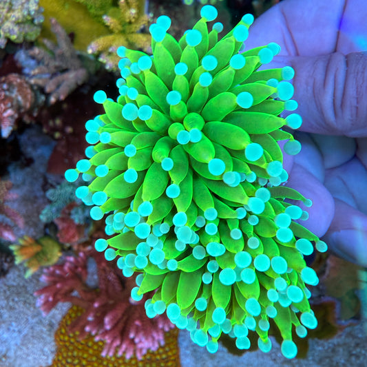 WYSIWYG Glowlight Torch