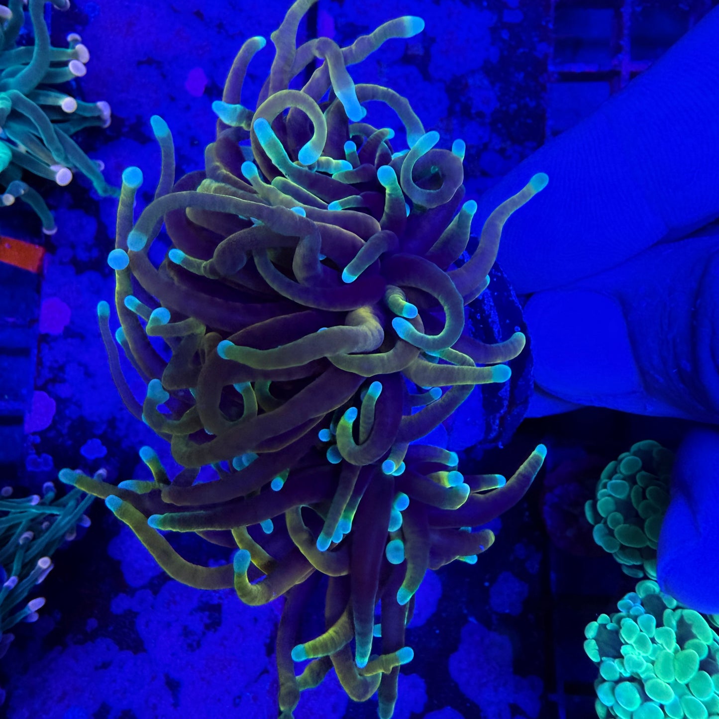 WYSIWYG Indo Gold Torch