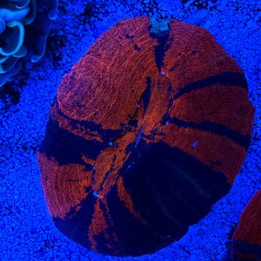 WYSIWYG War Paint Scolly