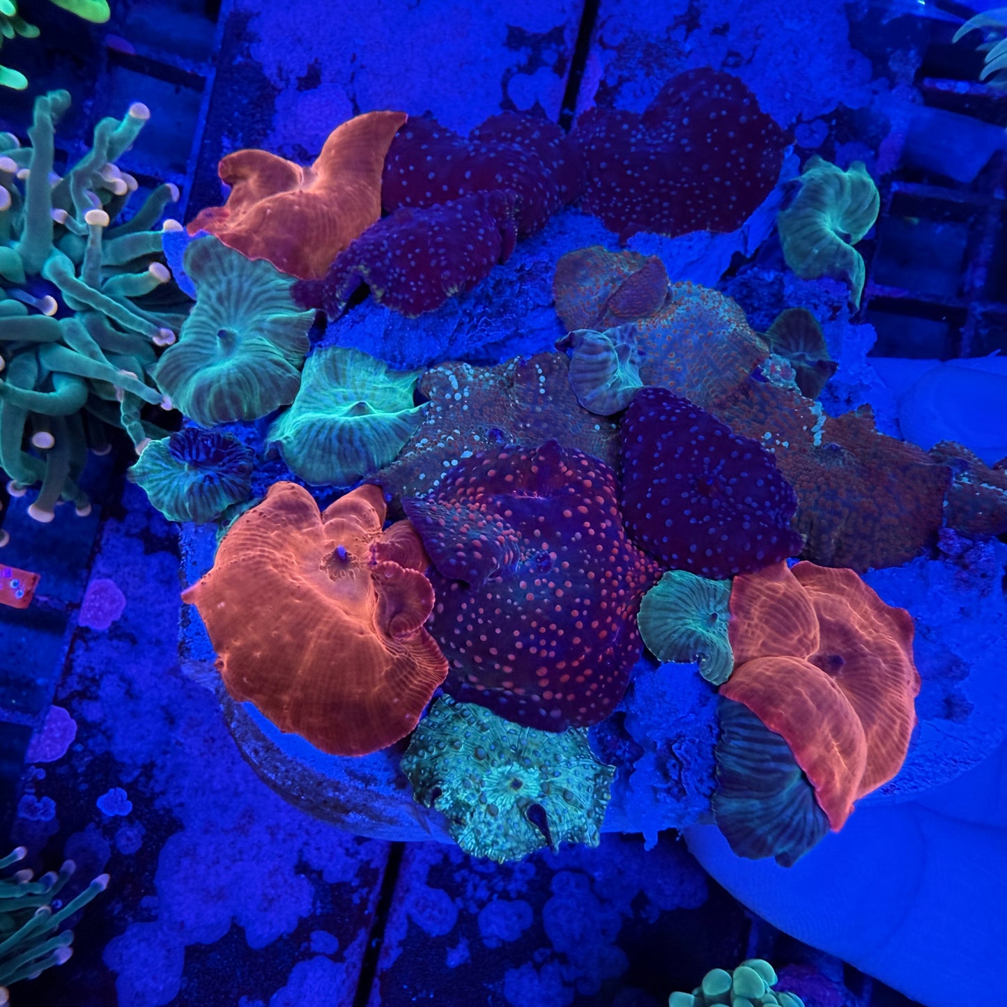 WYSIWYG Rainbow Mushroom Rock