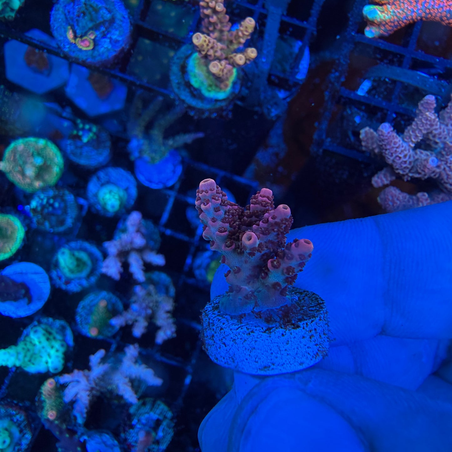 WYSIWYG TSA Rainbow Sherbet Coral