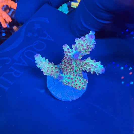 WYSIWYG AS Joker’s Acro