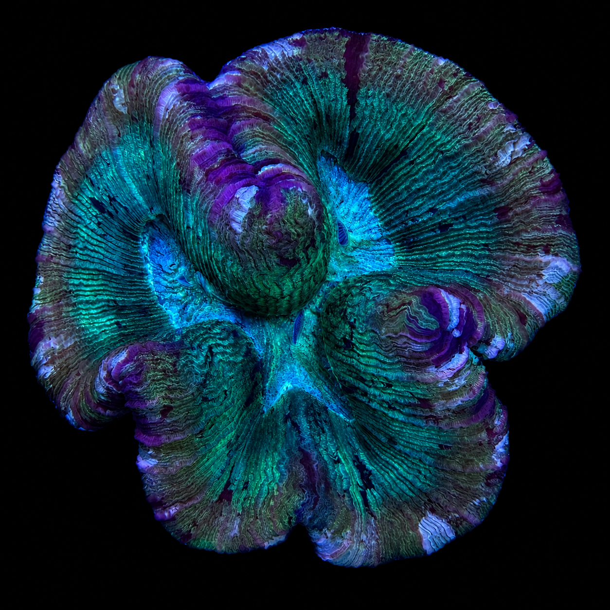 WYSIWYG Trachyphyllia Coral