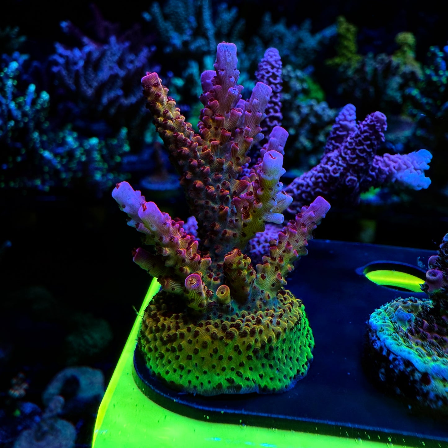 WYSIWYG PC Rainbow Acro