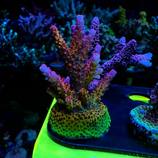 WYSIWYG PC Rainbow Acro