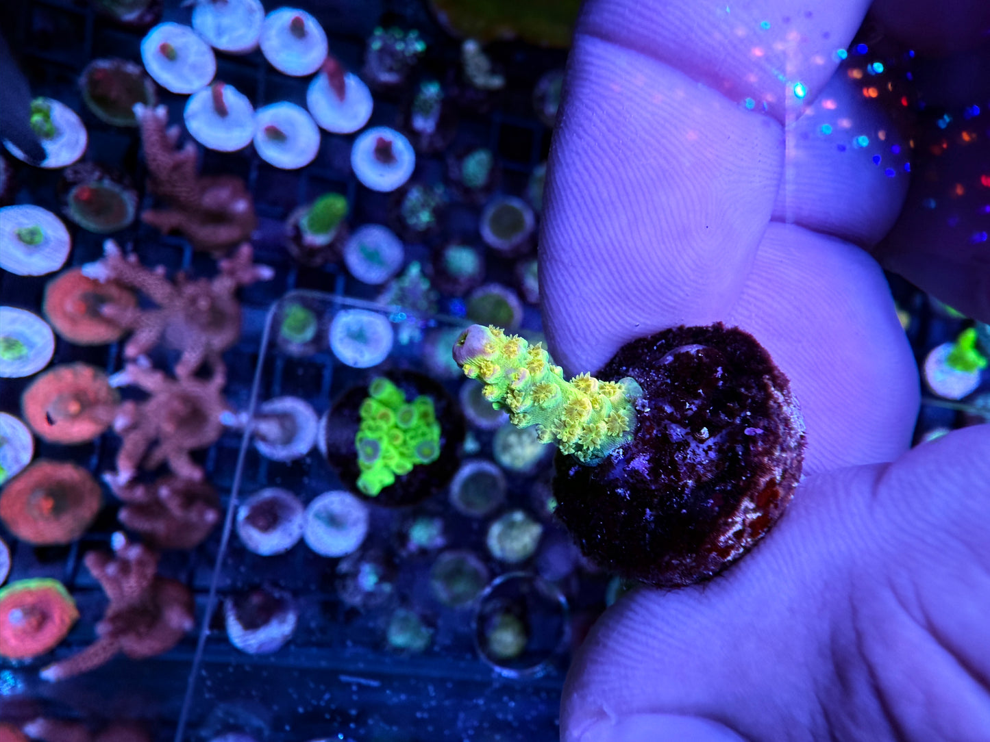 Walt Disney Acropora