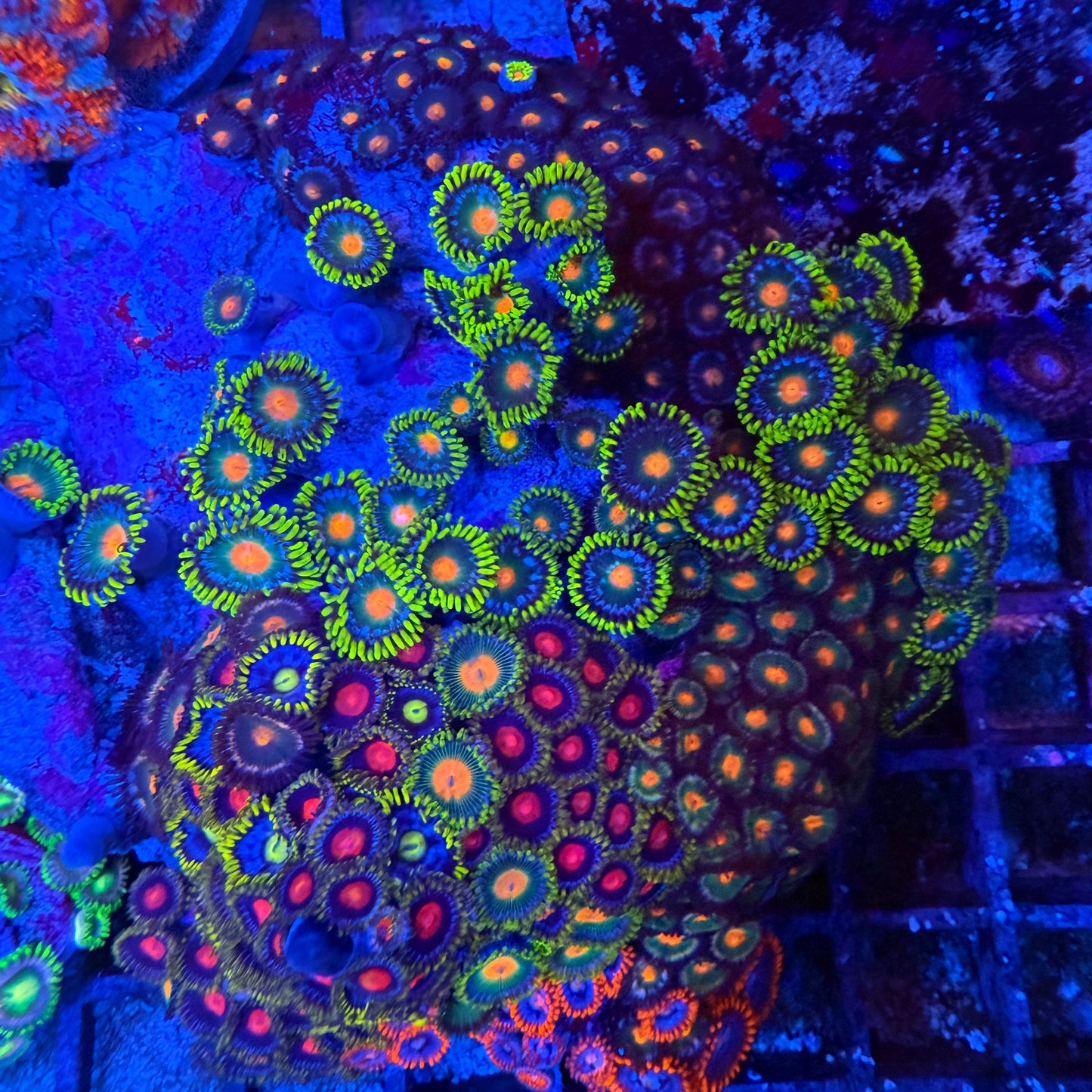 WYSIWYG Zoa Garden Rock