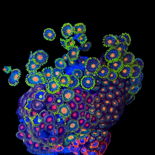 WYSIWYG Zoa Garden Rock