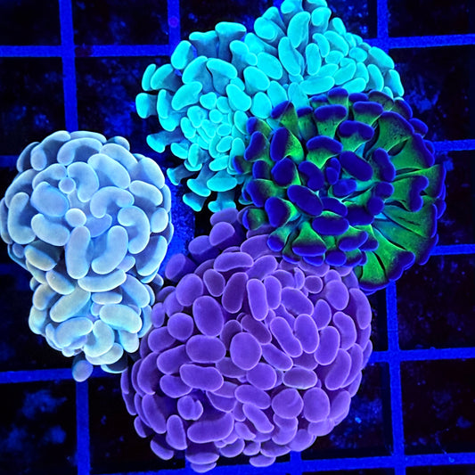 Hammer Euphyllia  Combo