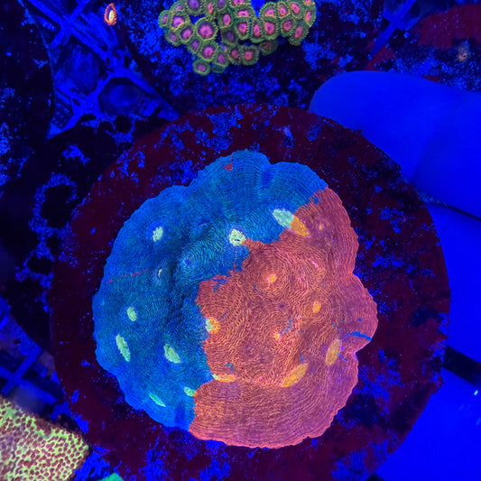 WYSIWYG Large Rainbow Chalice