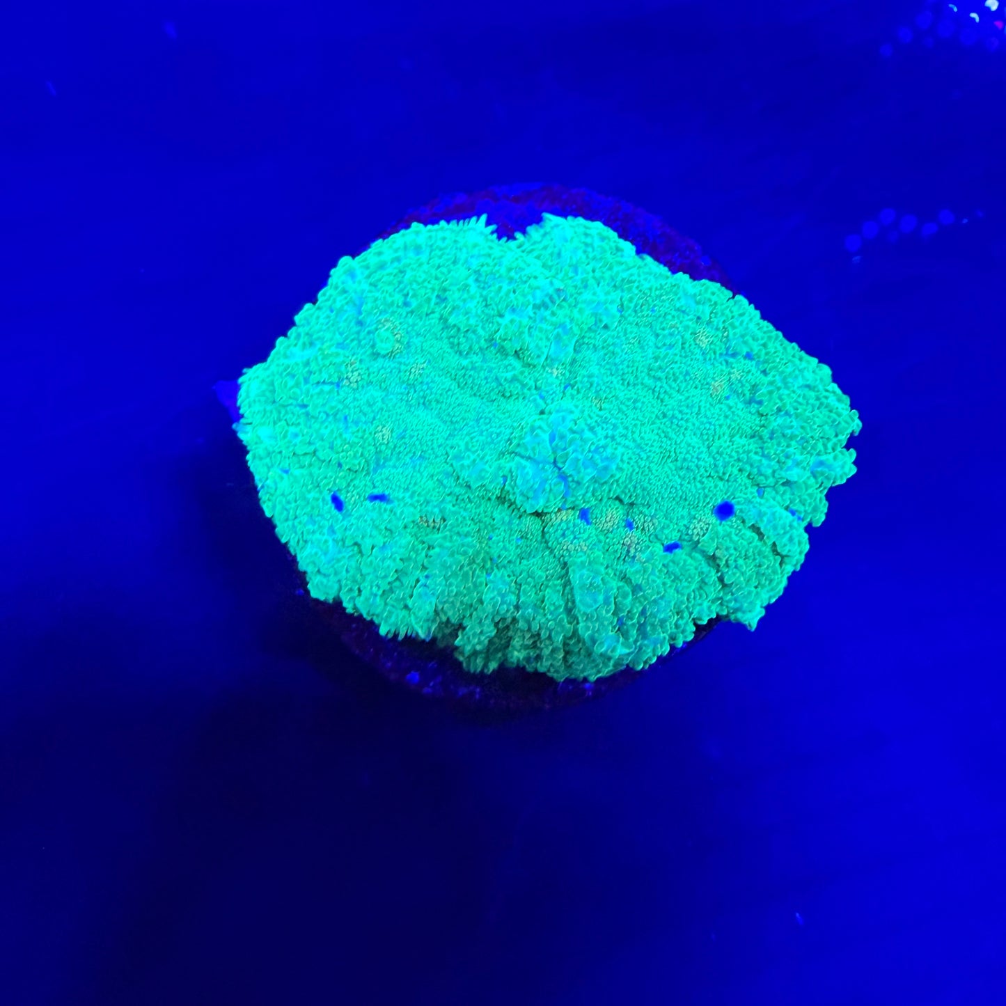 WYSIWYG High End Mushroom Coral
