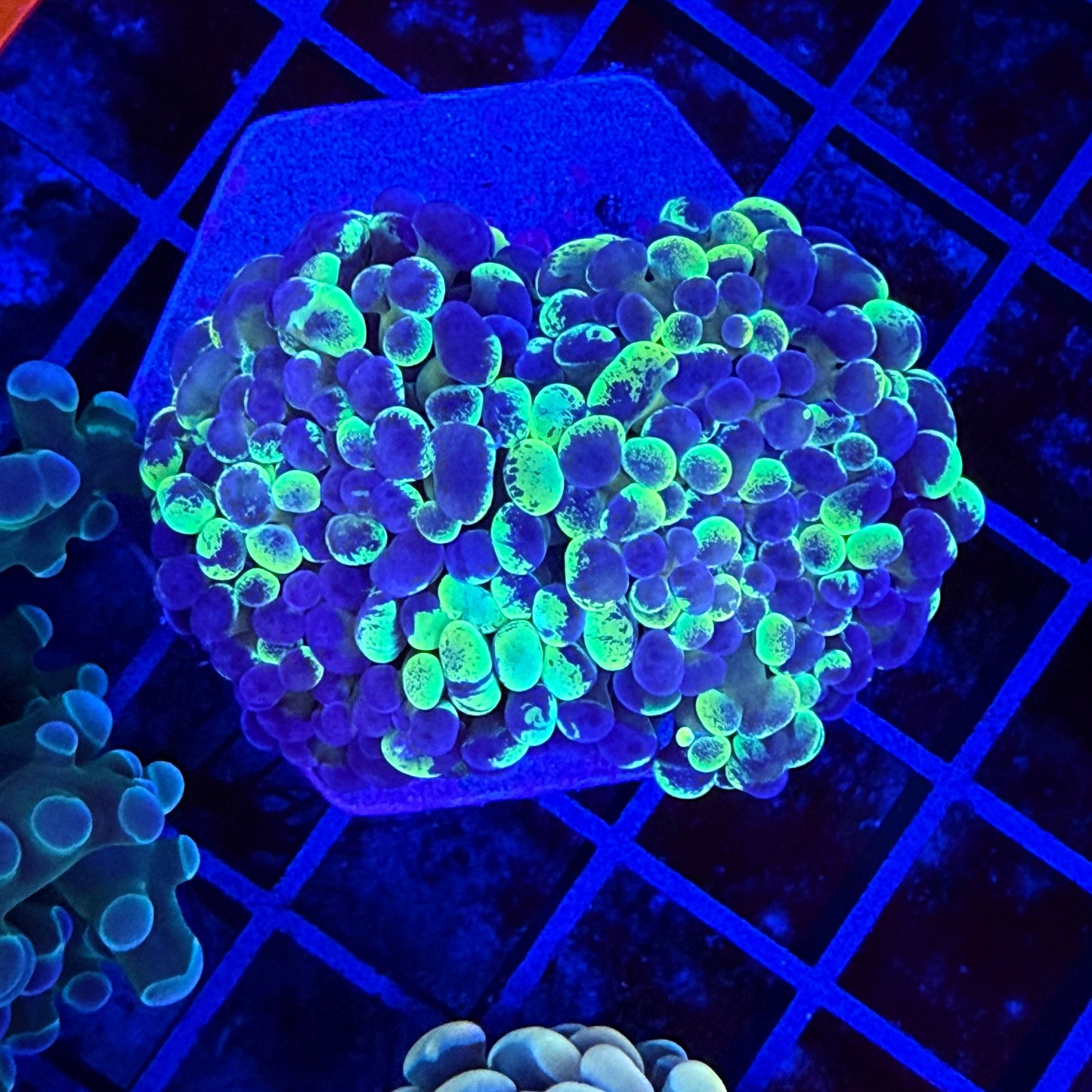 Yellow Splatter Hammer Coral