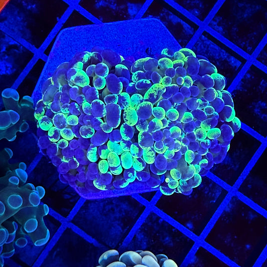 Yellow Splatter Hammer Coral