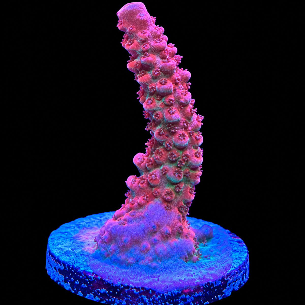 WYSIWYG TSA Rose Bloom Acropora Coral