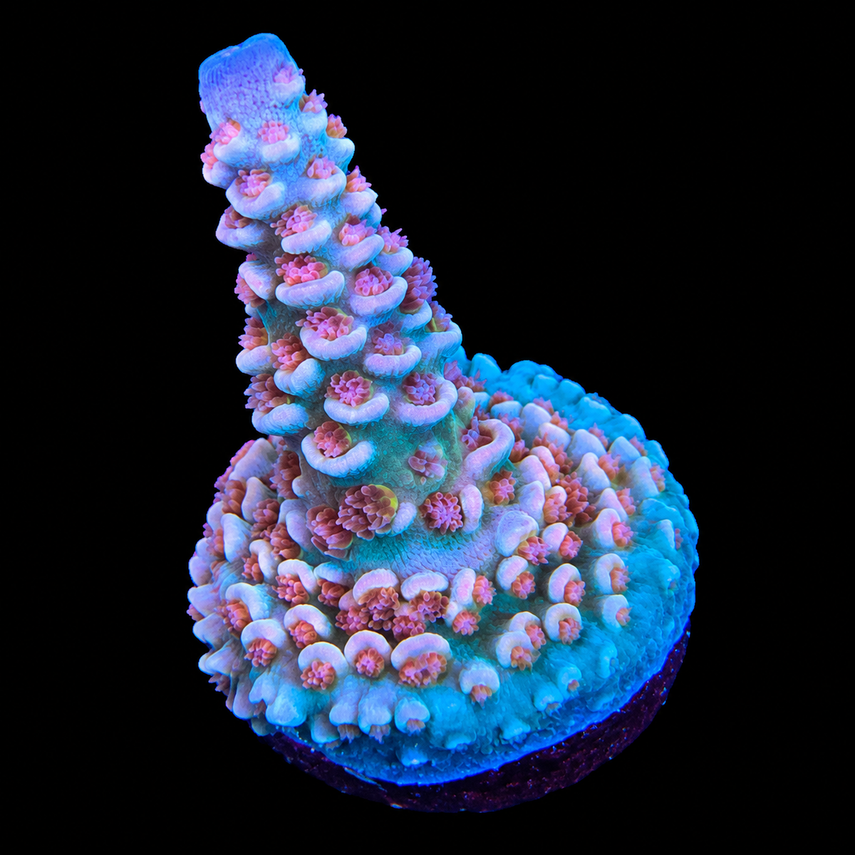 WYSIWYG TGC Cherry Bomb Acropora Coral