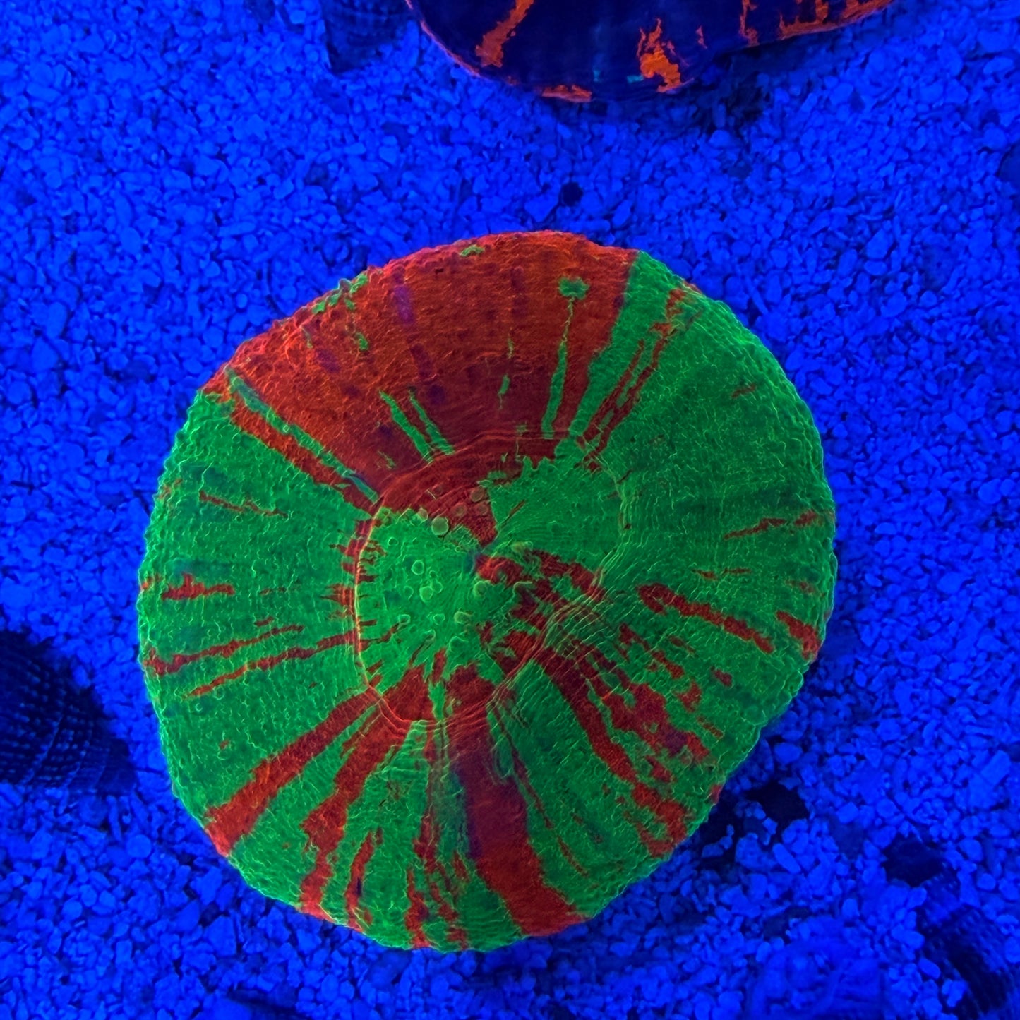 WYSIWYG Bleeding Apple Scolly Coral