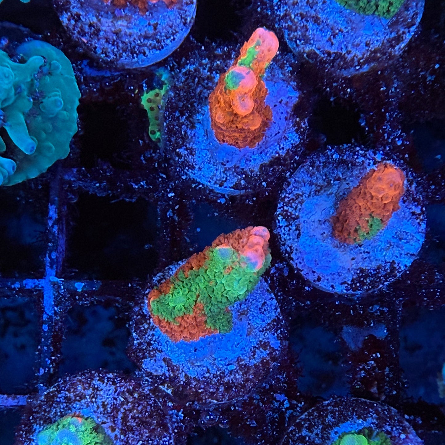 WWC Contraband Digitata Montipora
