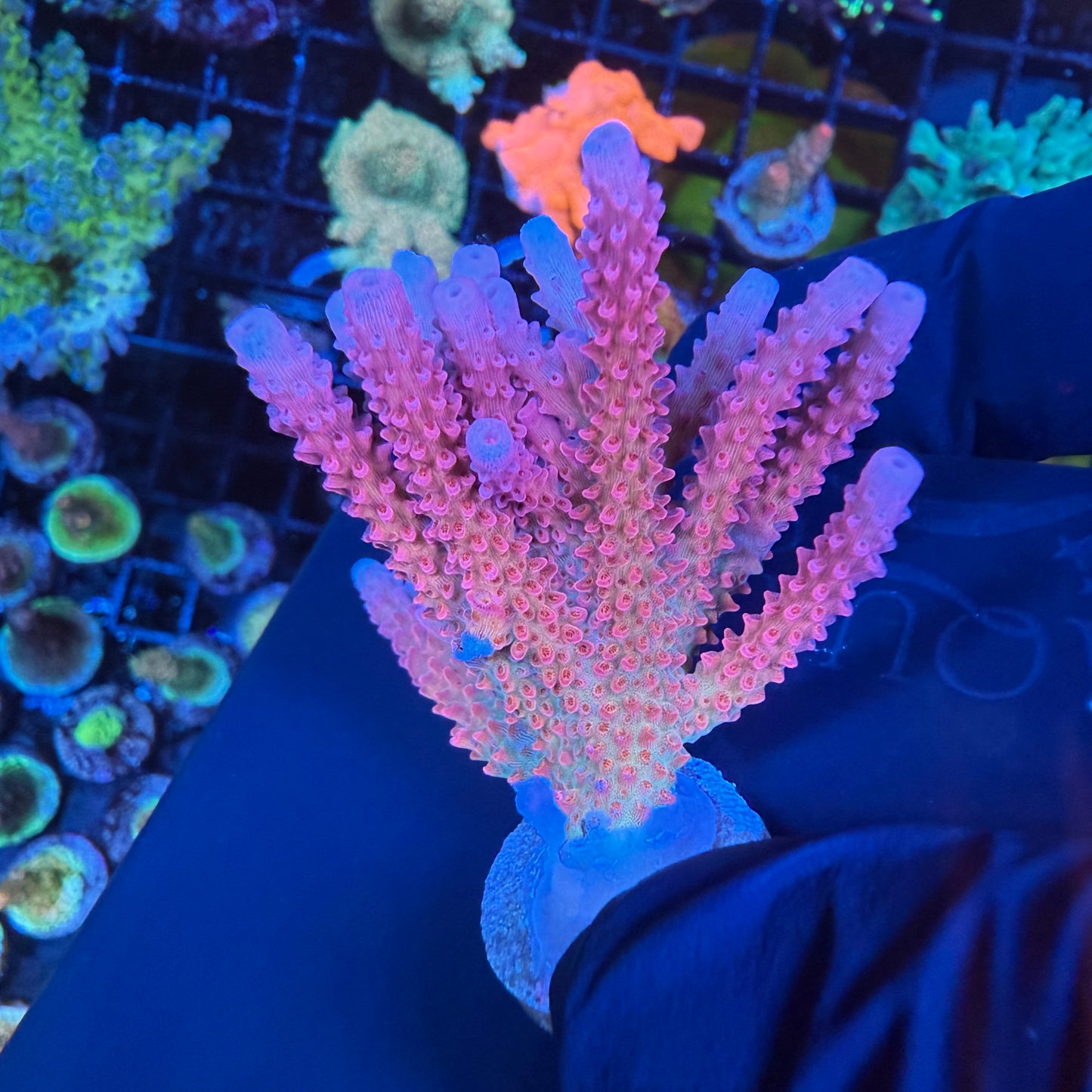 WYSIWYG PC Rainbow Acropora Colony