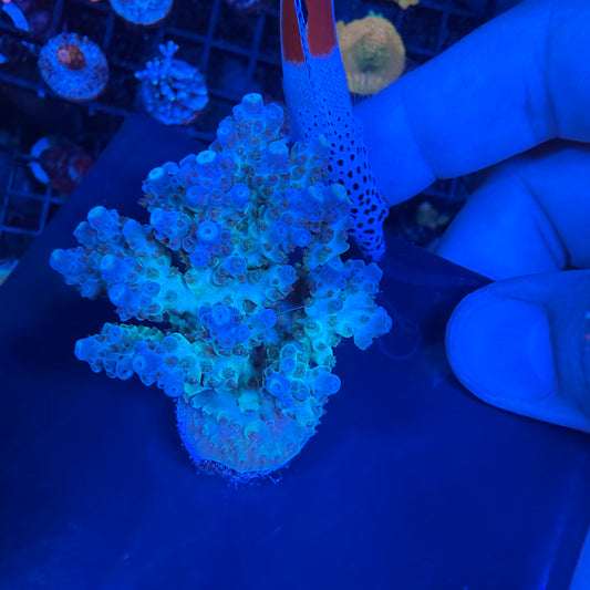 WYSIWYG AS Glacier Colony