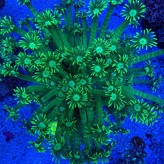 WYSIWYG Neon Green Goni LG