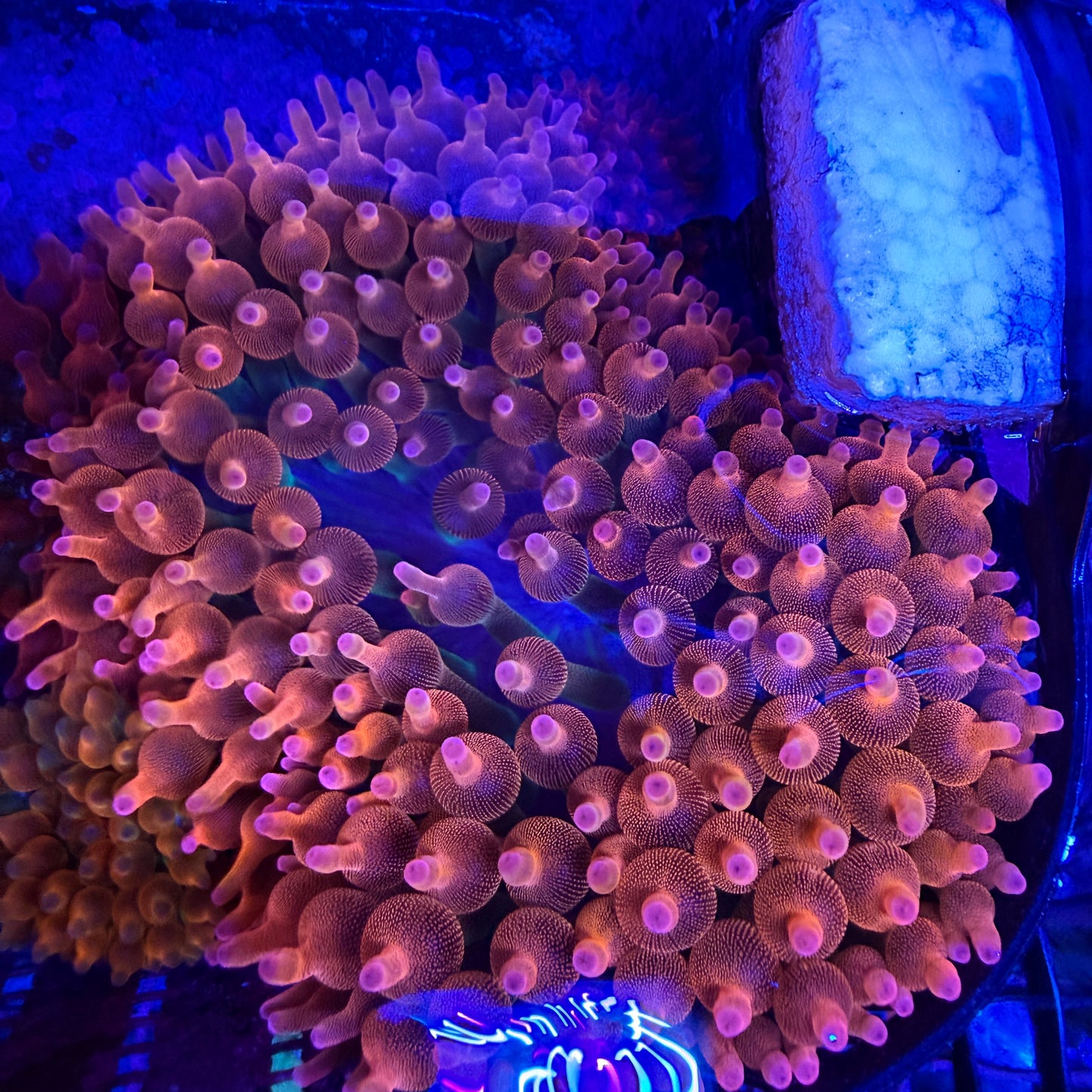 WYSIWYG XXL Rainbow Bubble Tip Anemone
