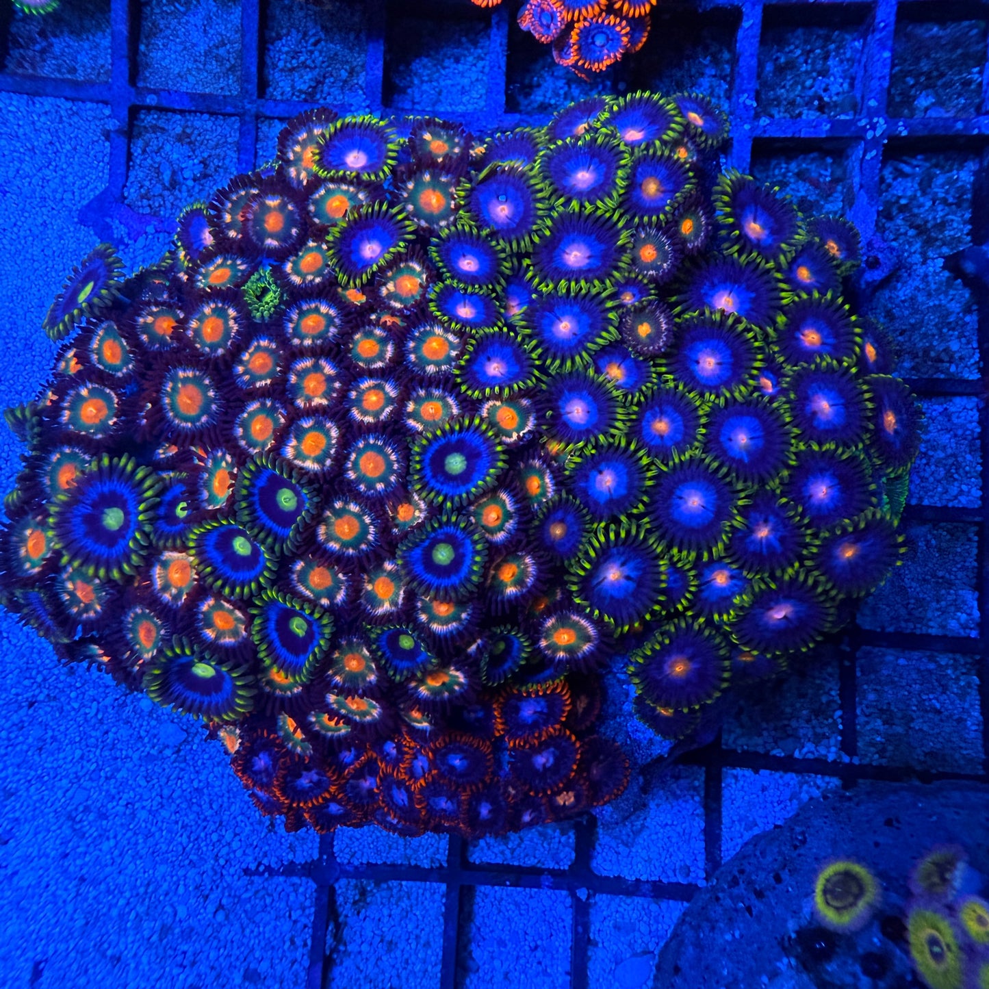 WYSIWYG Zoa Garden Rock