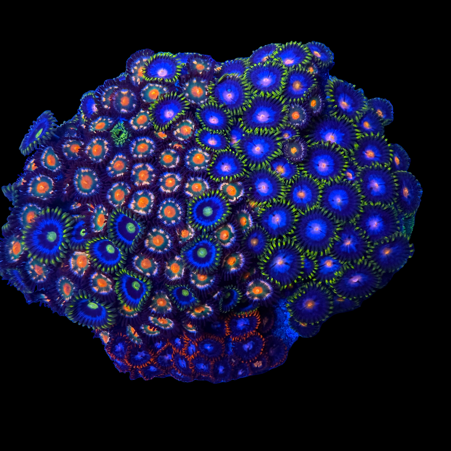 WYSIWYG Zoa Garden Rock