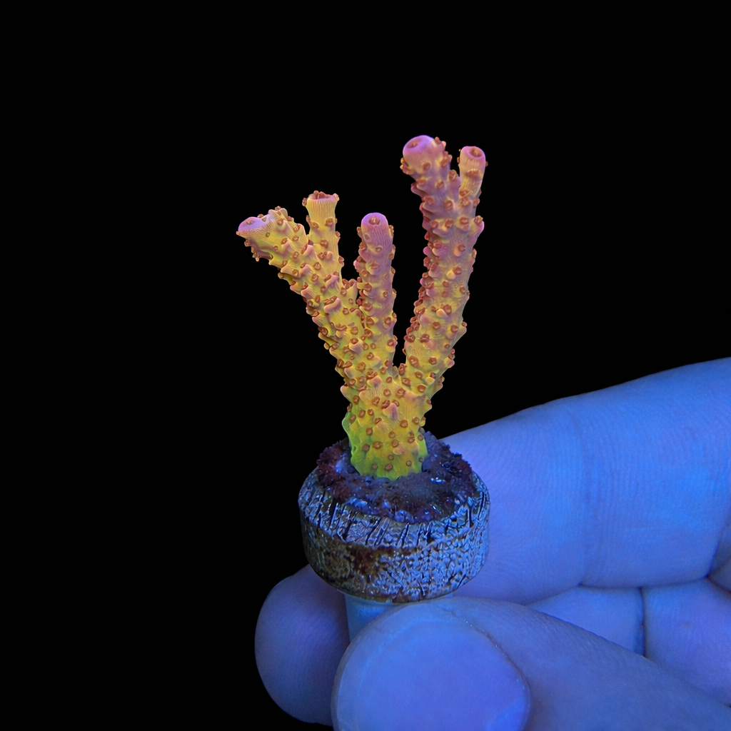 WYSIWYG PC Rainbow Coral Frag