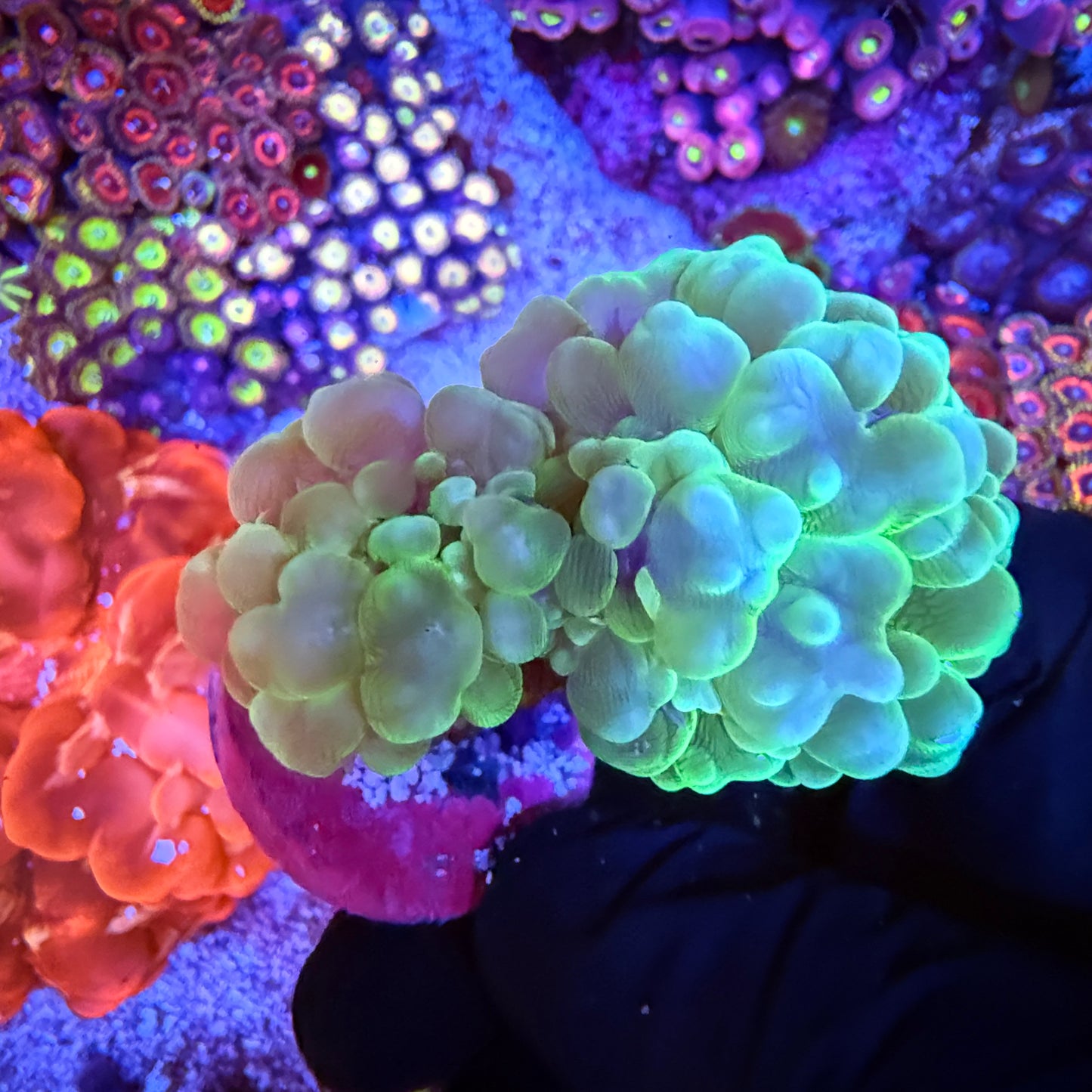 WYSIWYG Bubble Coral