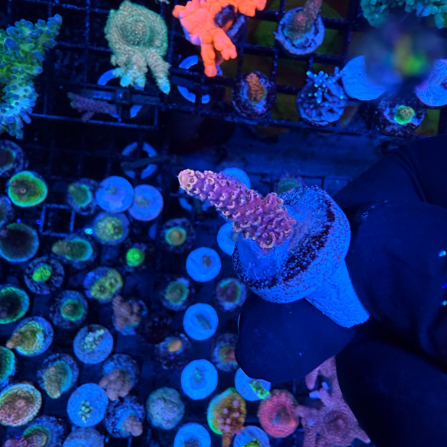 WYSIWYG AS Two Face Acropora