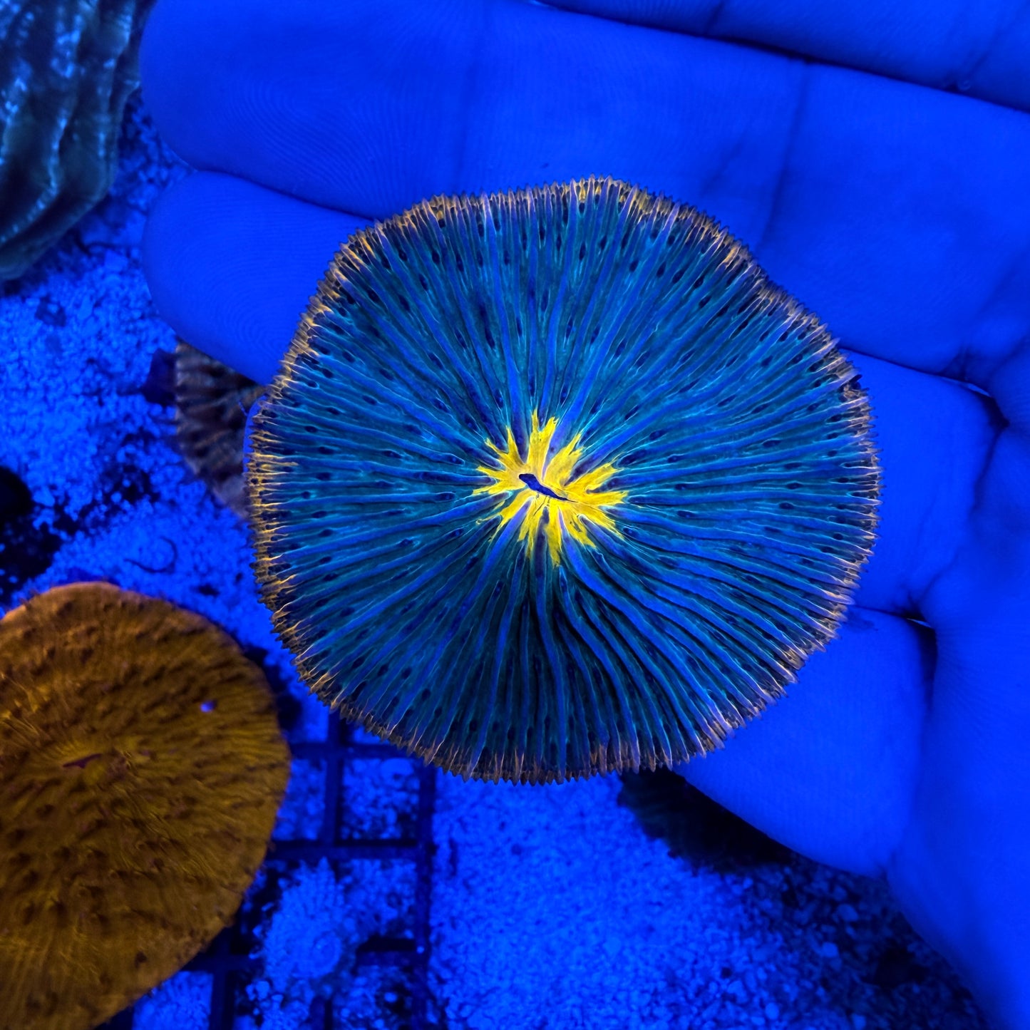 WYSIWYG Ultra Plate Coral