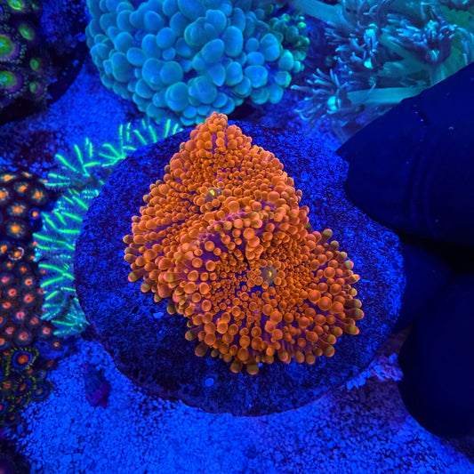 WYSIWYG Ultra Yuma Twins