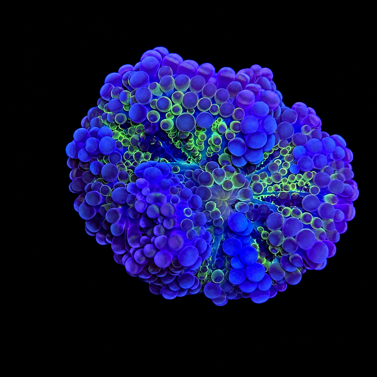 WYSIWYG High End Purple Yuma Coral