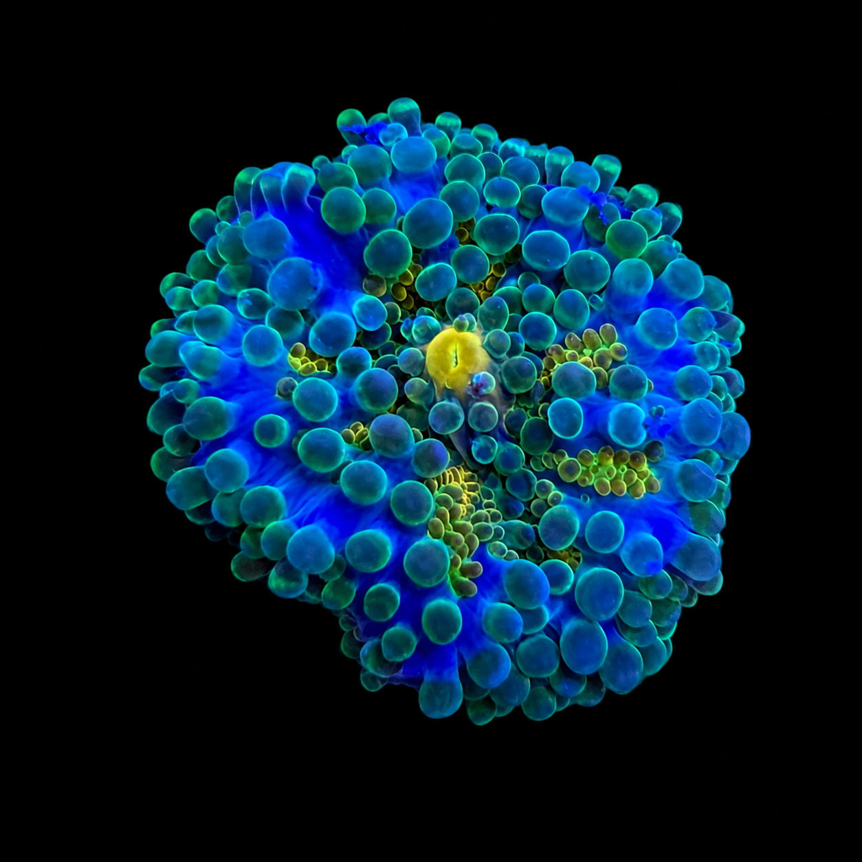 WYSIWYG High End Yuma Coral
