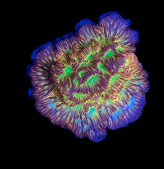 Jack O Lantern Leptoseris