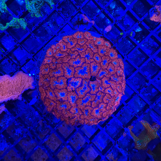 WYSIWYG Large Blasto Colony