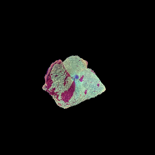 WYSIWYG Jawbreaker Mushroom