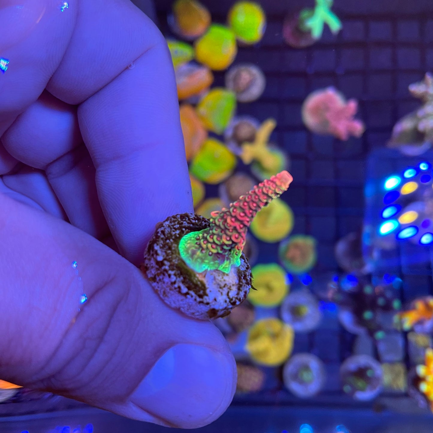 Phantom Millepora Acropora