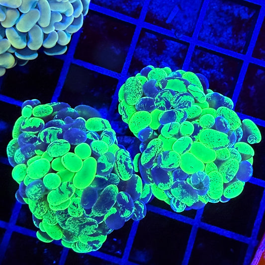 Metallic Green Splatter Hammer Coral