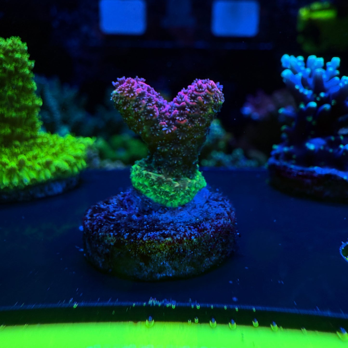 WYSIWYG Phantom Millepora