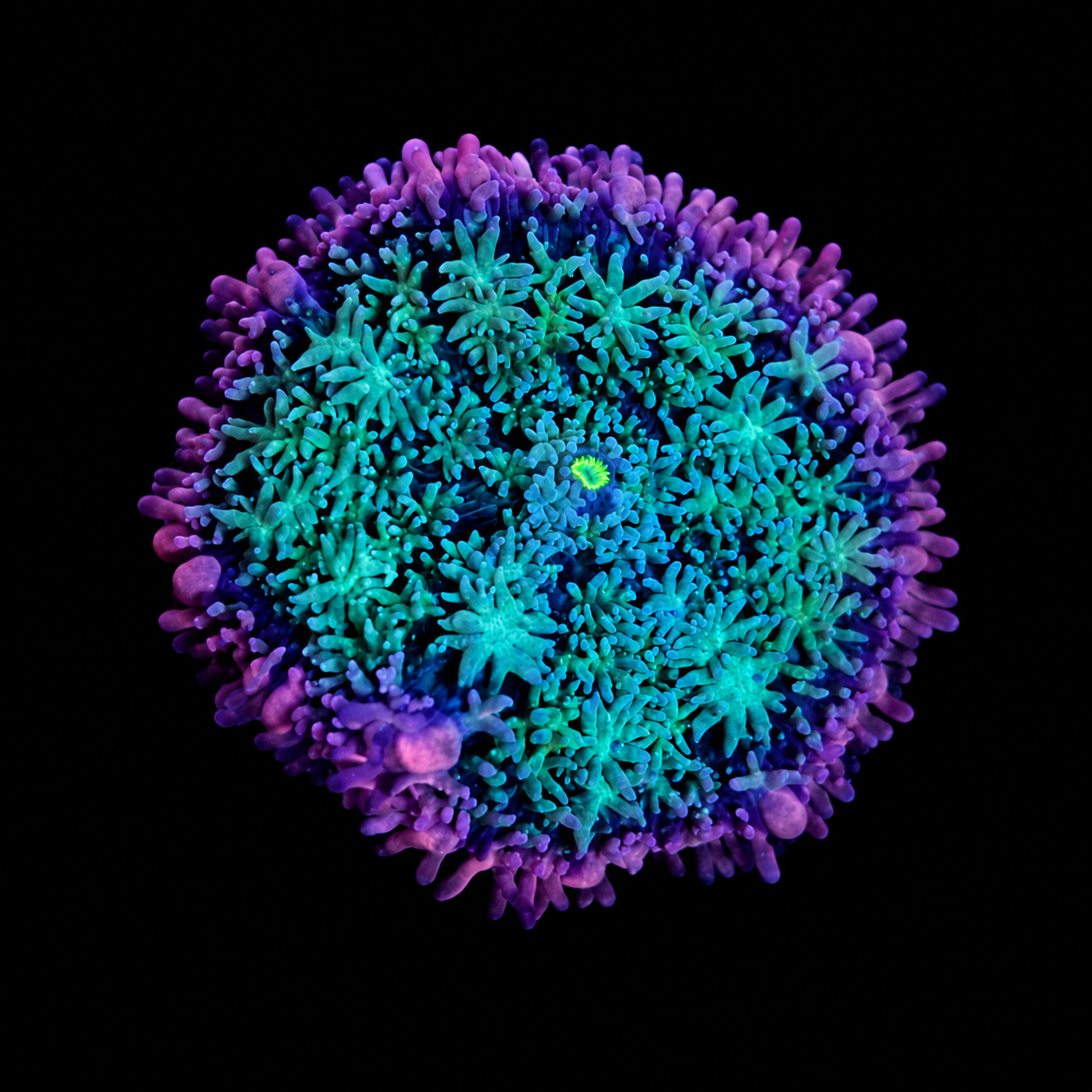WYSIWYG Frankie’s Bride Mushroom Coral
