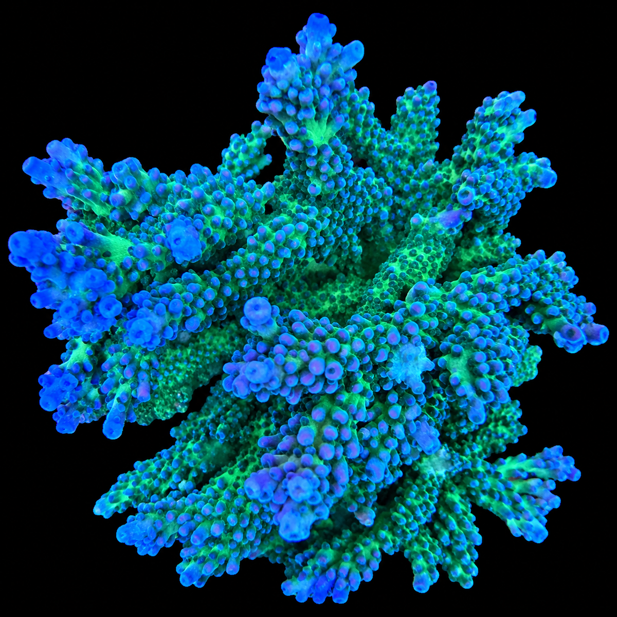 Mr. Miyagi Tort Acropora Coral