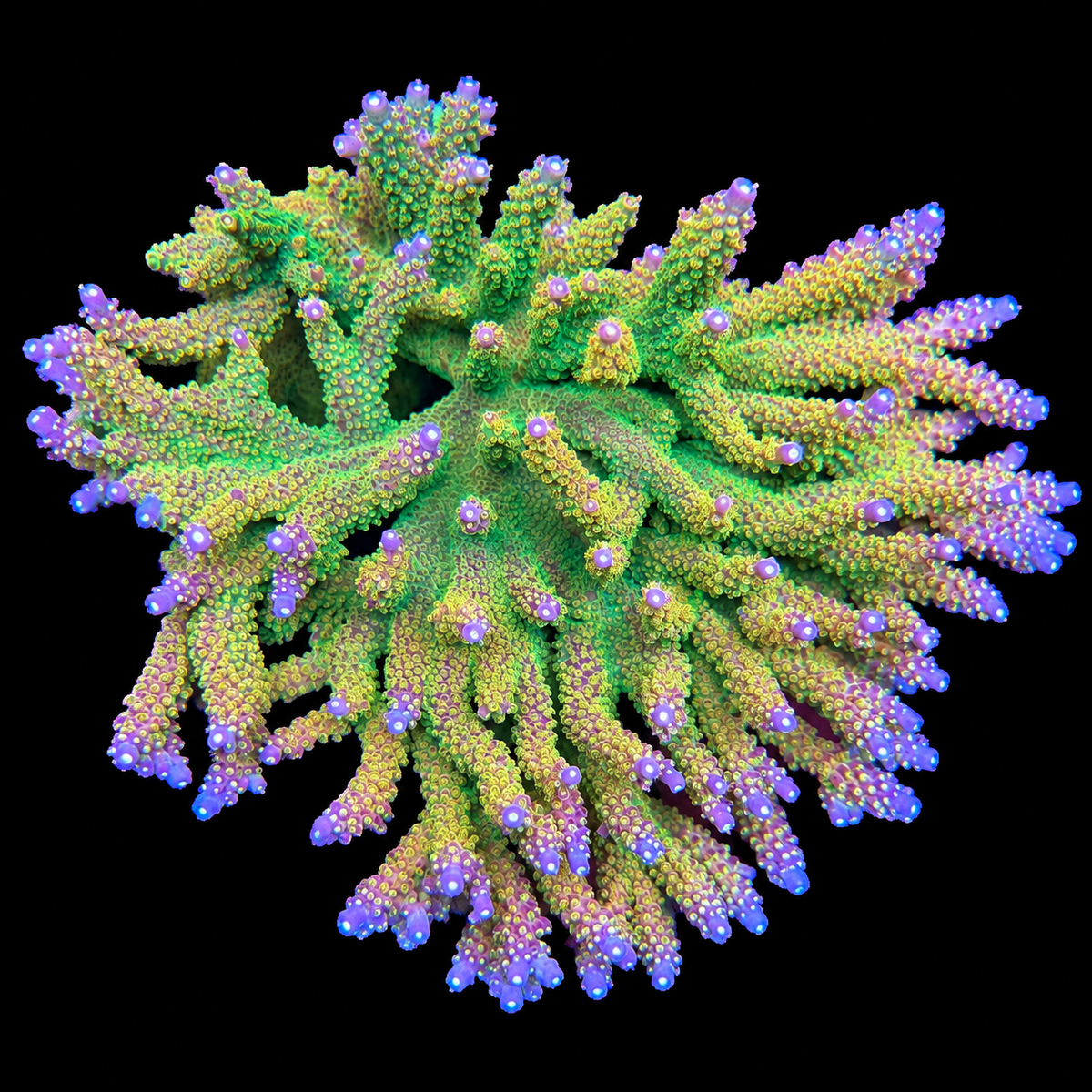 RR Rainbow Loom Acropora Coral