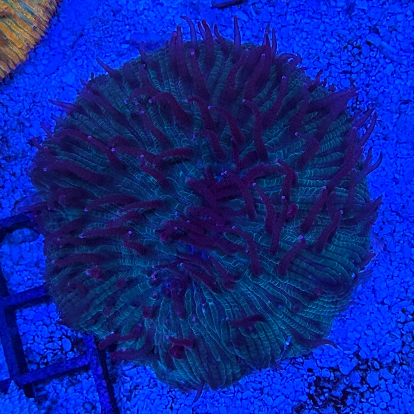 WYSIWYG Ultra Plate Coral