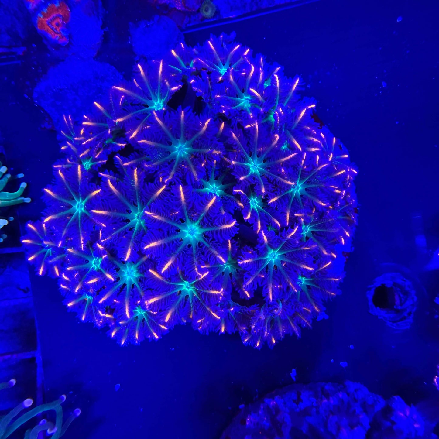 WYSIWYG Midnight Fireworks Clove Polyp coral