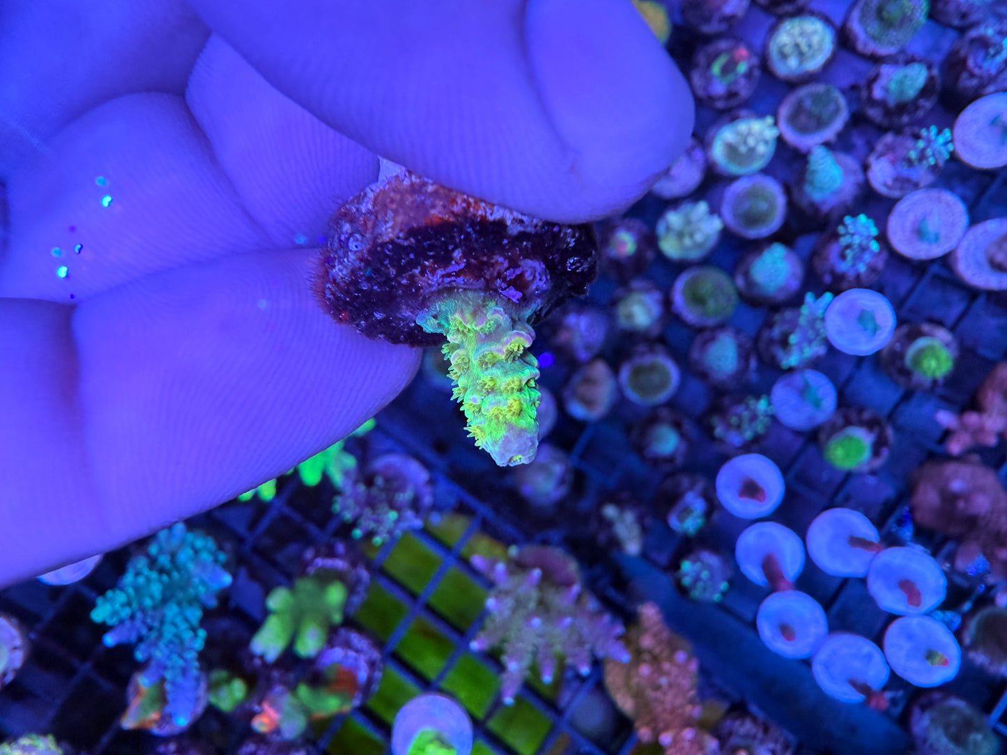 Walt Disney Acropora