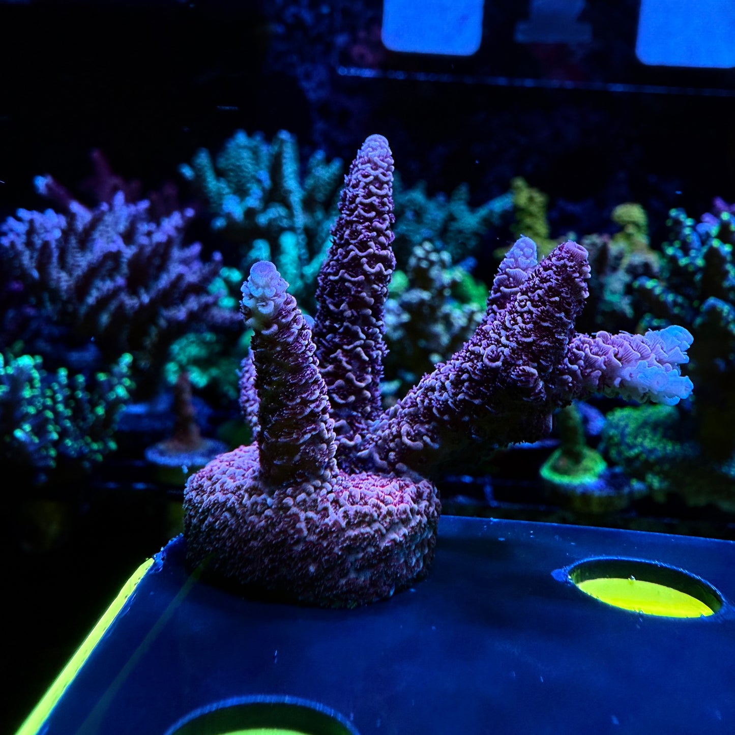 WYSIWYG Pink Millepora