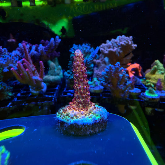 WYSIWYG PC Rainbow Acro