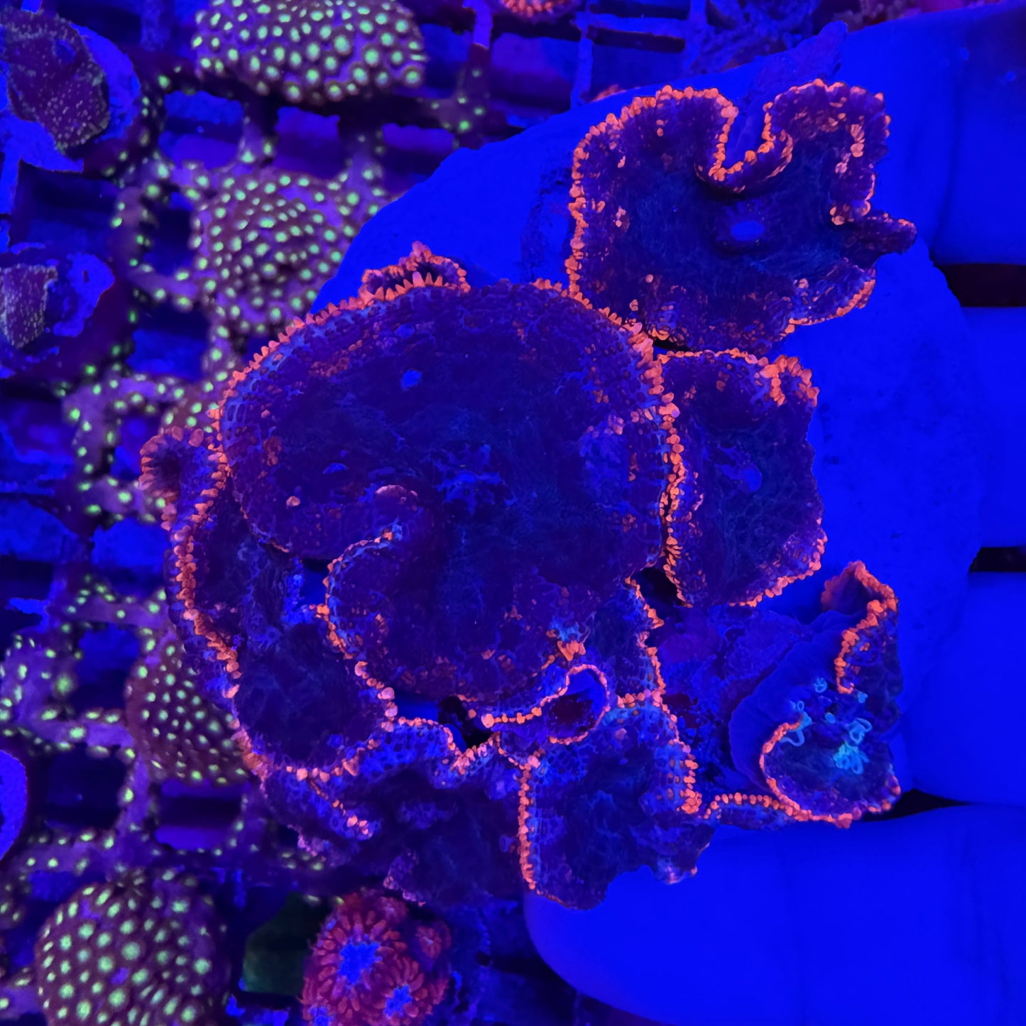 WYSIWYG High End Mushroom Rock Coral